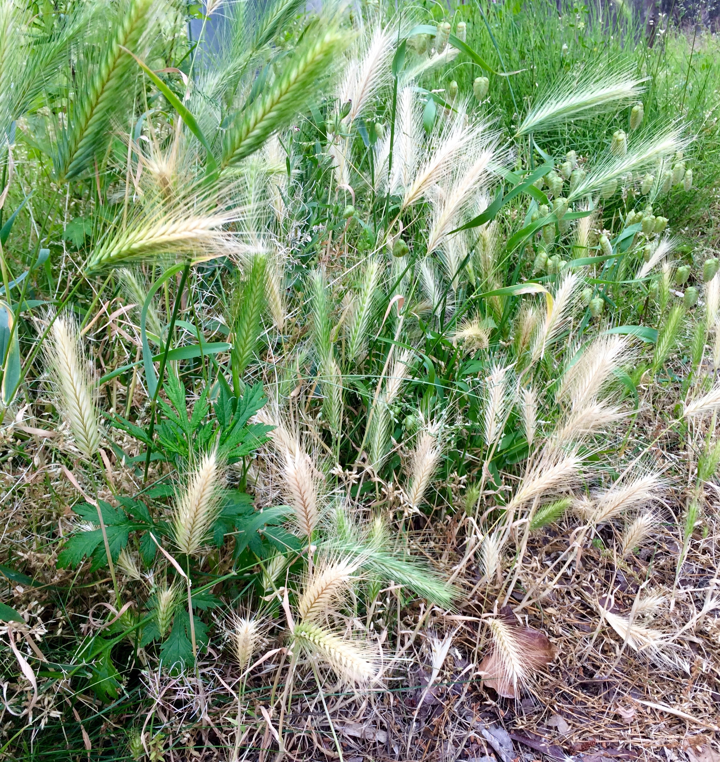 危険な植物 ノギ に近寄らないでください 新潟市西区ときめき動物病院